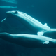Image for article titled 9 Animals That Masturbate (Other Than Humans)